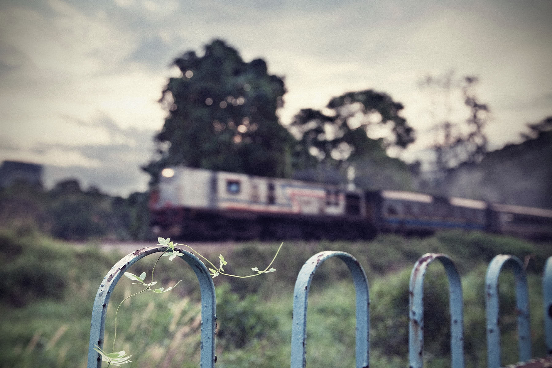 Fine art close-up of a fence with a fern, blurred KTM train passing in the background at Commonwealth Drive, Singapore.