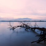 Fine art photo of a fallen tree at Pasir Ris Beach during high tide at sunset.