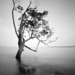Black and white photo of a lone tree at dawn in Changi Point, Singapore.