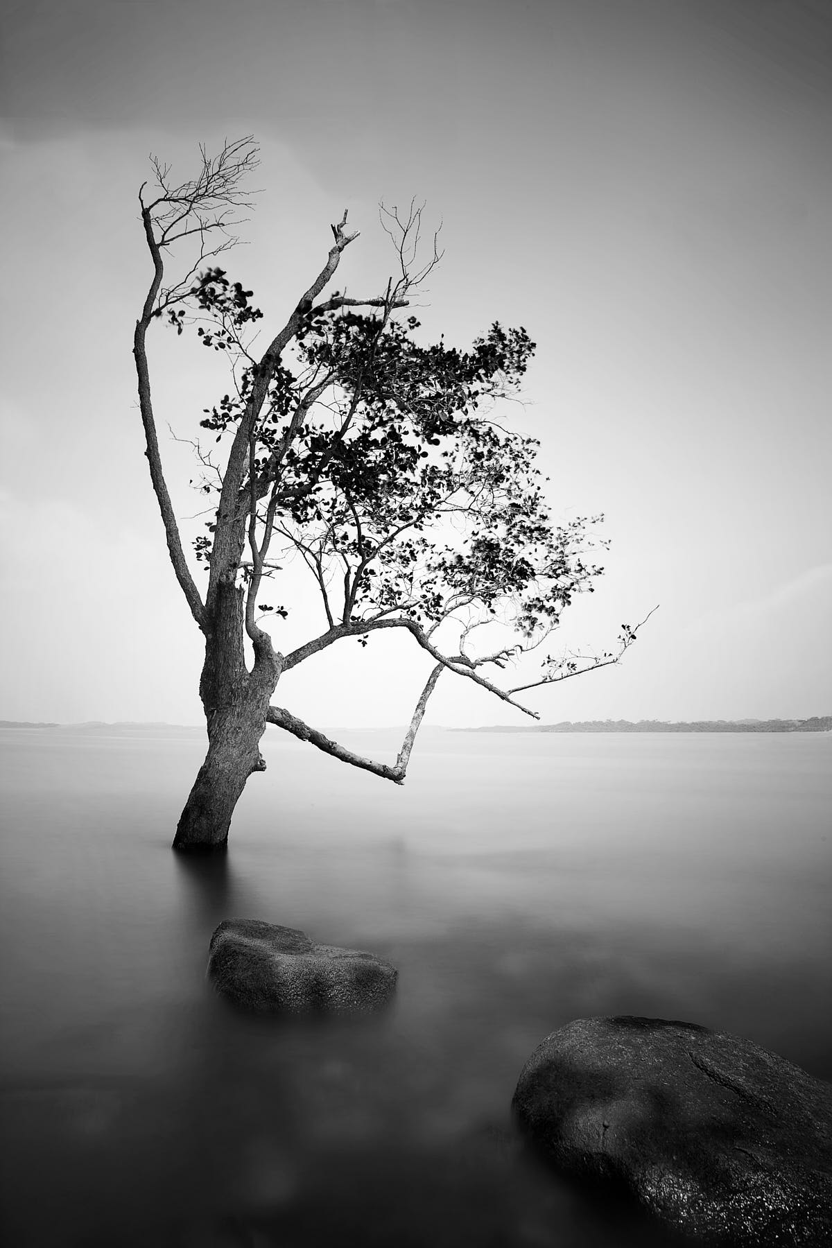 Black and white photo of a lone tree at dawn in Changi Point, Singapore.