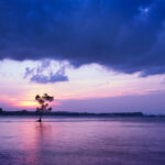A lone tree standing in the sea off the swamp of Pasir Ris during sunset, surrounded by serene water with orange and blue skies.