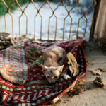 Water contamination causing widespread illness among the population in Malakand, Pakistan, August 2010, including a sick kitten.