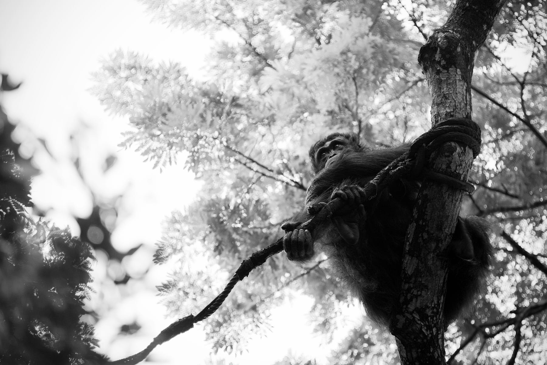 Fine art photo of a fallen tree at Pasir Ris Beach during high tide at sunset.