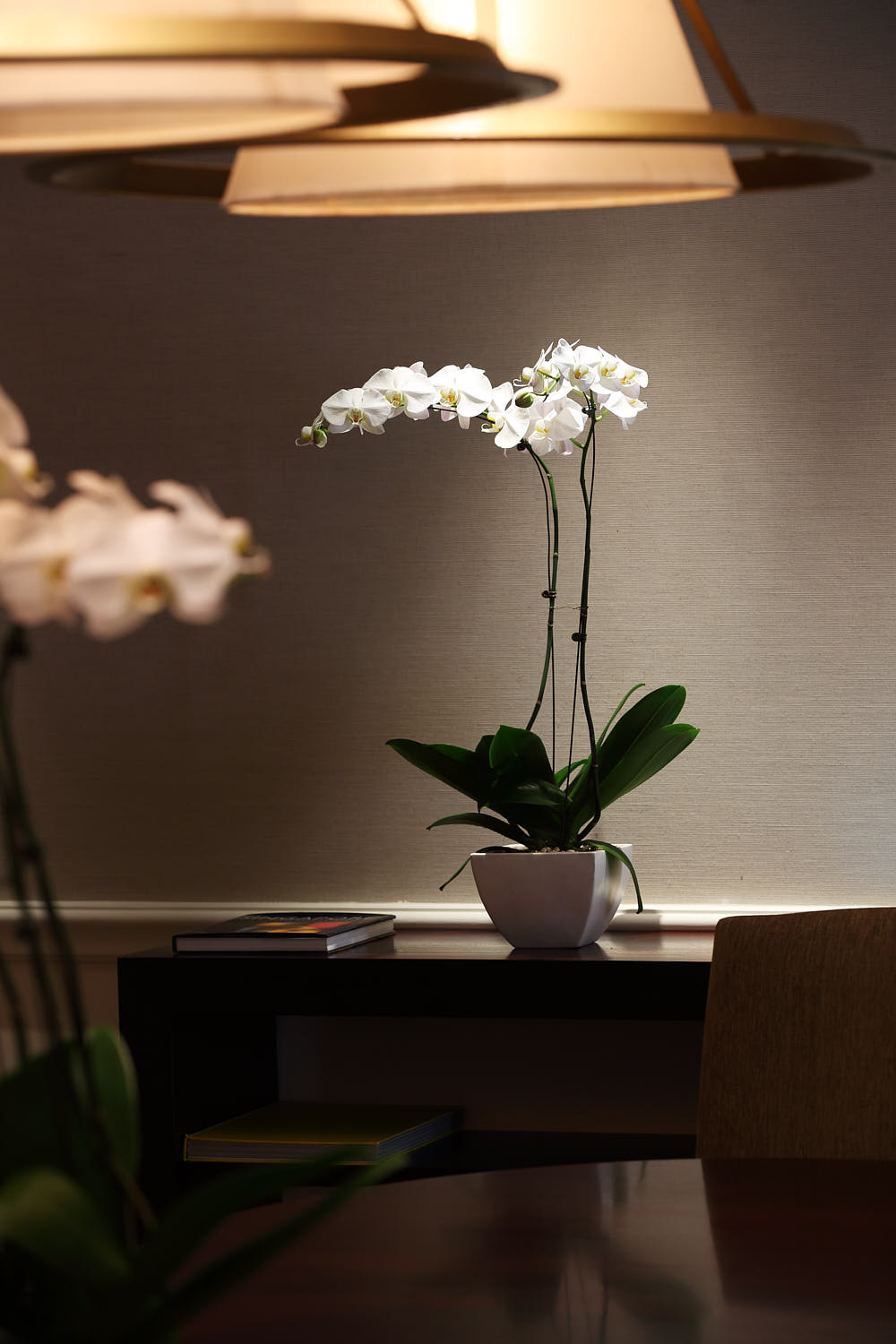 Close-up of an orchid flower placed on a hotel room desktop.