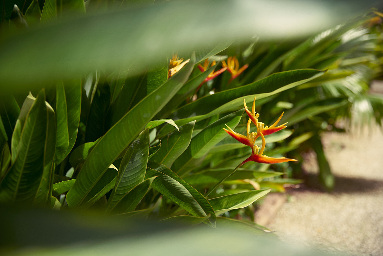 Lush outdoor greenery at Raffles Hotel garden area.