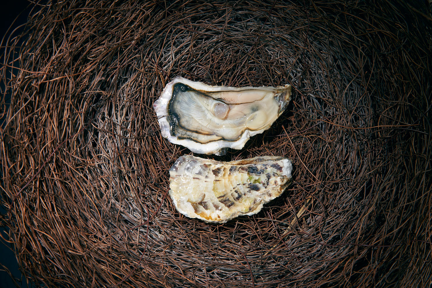 Close-up of fresh oysters artfully arranged on a bunch of twigs.