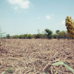 Last sugar cane plant standing after flood destruction in Peshawar, Pakistan, August 2010.