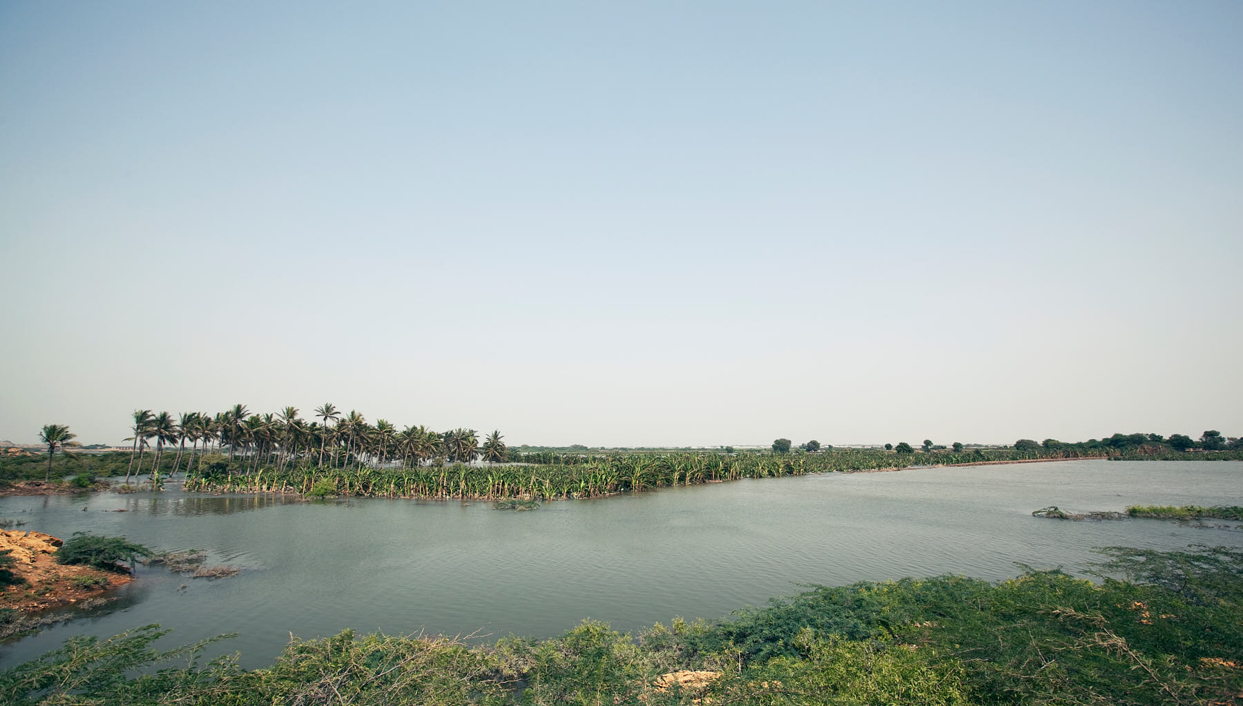 A banana plantation submerged by floodwaters in Sujawal, Pakistan, August 2010.