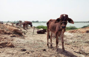 A homeless calf affected by flooding in Sujawal, Pakistan, August 2010.