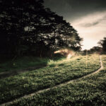 Fine art image of a trail in Bukit Timah surrounded by lush greenery during sunset.
