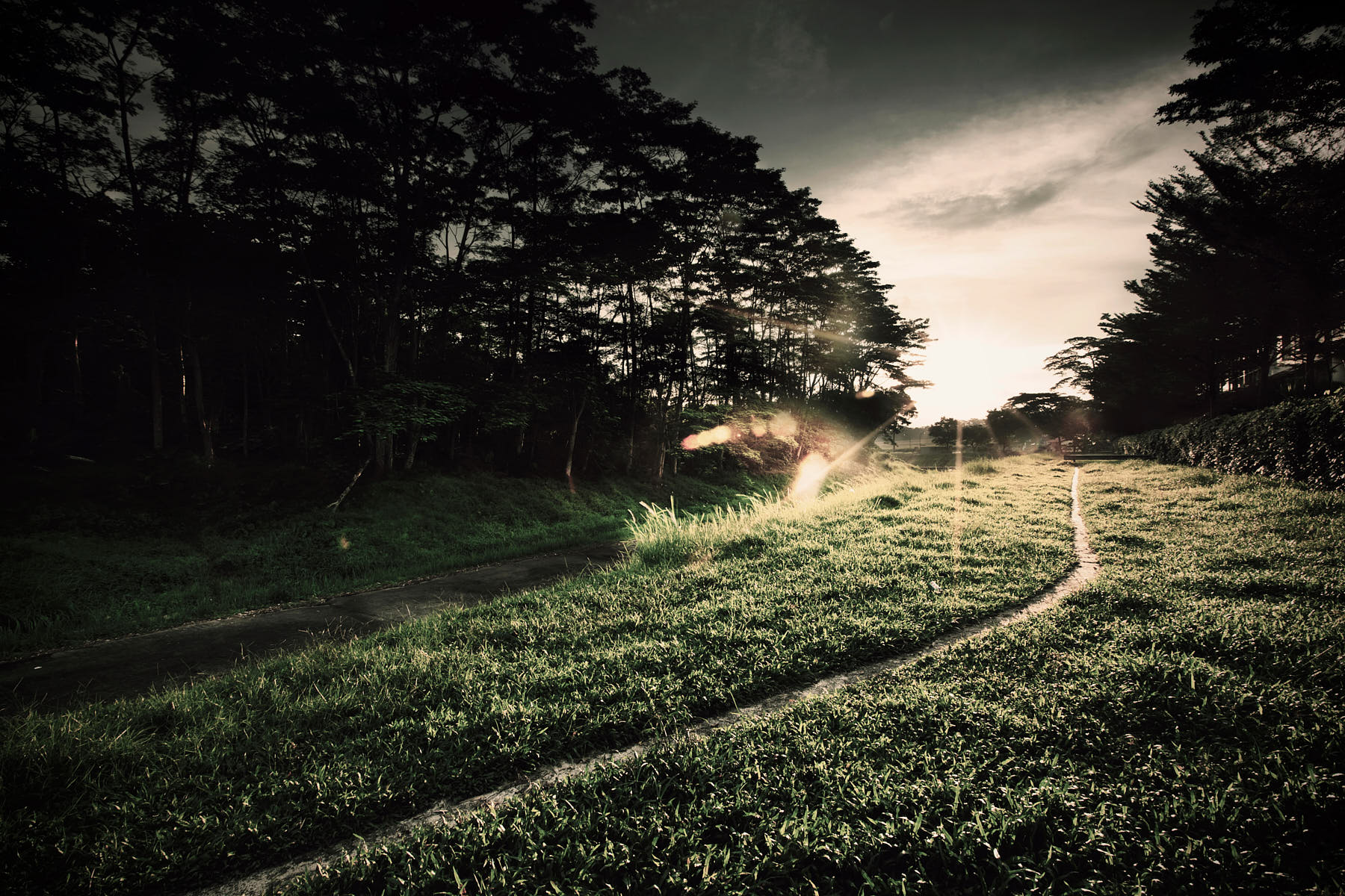 Fine art image of a trail in Bukit Timah surrounded by lush greenery during sunset.