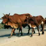 A herd migration in Thatta, Pakistan, August 2010.