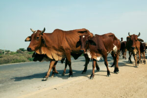 A herd migration in Thatta, Pakistan, August 2010.