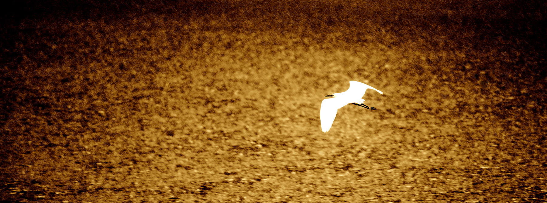 White crane flying gracefully over calm waters at Pasir Ris Park in Singapore.